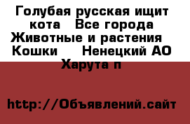 Голубая русская ищит кота - Все города Животные и растения » Кошки   . Ненецкий АО,Харута п.